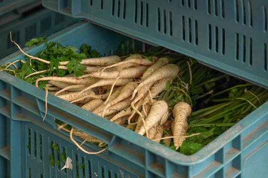 Parsley or parsnip roots with green leaves in blue plastic containers displayed at food market