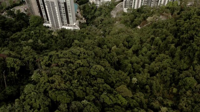 tree in park,hong kong, china, city, skyline, cityscape, skyscrapers, overpopulation, aerial, drone, aerial view, view, urban, buildings, daytime, apartments, downtown, crowded, metropolis, above, dro