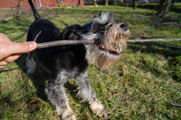 The cheerful schnauzer plays with a wooden stick in the backyard garden. Playing with the dog outdoors. 
The first spring moments with a dog pet. Dog - man's best friend.  Relax with the puppy.