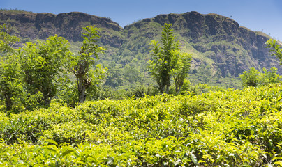 Sri Lanka, view of Nuwara Eliya with tea bushes in foreground.