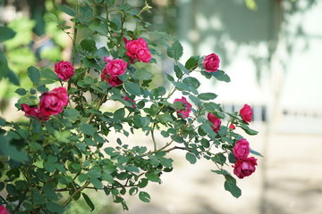 magenta bush roses flowers in sunny summer yard.