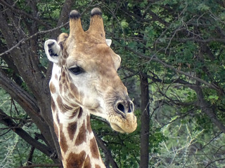 Giraffa camelopardalis angolensis