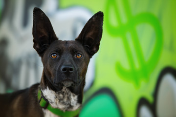 Cute mixed breed dog on colorful background