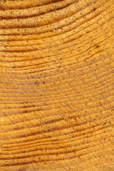 texture of wood cut with annual rings