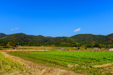 京都の田園風景