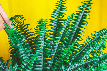 Green potted fern in domestic home interior on wooden chair with bright yellow curtain, home...