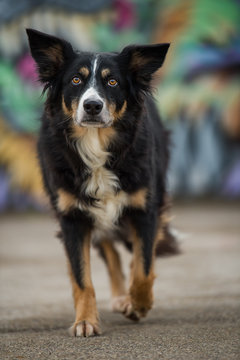 Border collie dog with colorful background