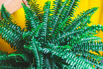 Green potted fern in domestic home interior on wooden chair with bright yellow curtain, home...