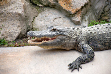 alligator with mouth wide open