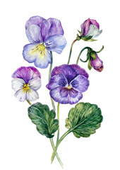 Fototapeta Watercolor Collection of Colorful Violets obraz