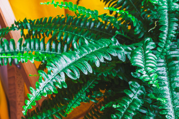 Green potted fern in domestic home interior on wooden chair with bright yellow curtain, home...