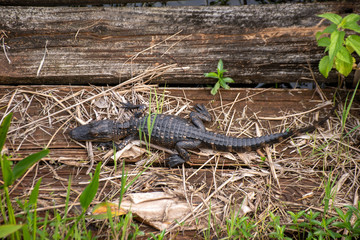 alligator on a wooden plank