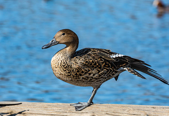 オナガガモのメス