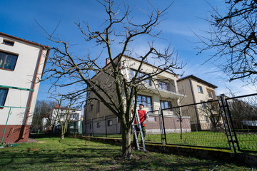 Gardener watching a fruit tree before pruning. Work in the home garden. A scene from everyday life.