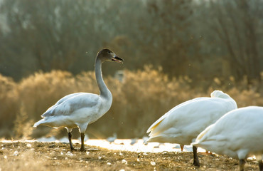 夕方の御宝田遊水地の白鳥