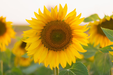 Closeup of sunflower on farm or meadow. Rural landscape natural background. Sunflowers texture and background for designers. Macro view of sunflower in bloom. Organic and natural flower background.