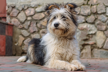 Portrait of cute hairy dog on blurry background, funny and expressive