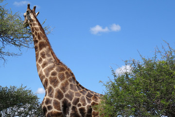 Giraffa camelopardalis angolensis