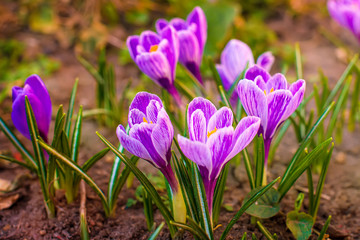 Fototapeta na wymiar Blooming purple crocuses in the garden. Purple flowers.