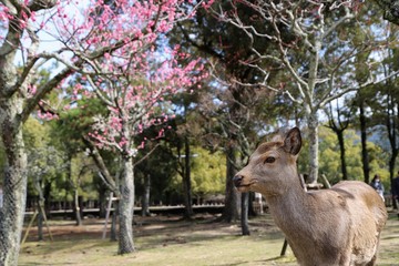 奈良公園　片岡梅林