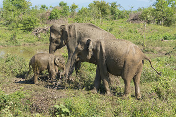 Udawalawe, Sri Lanka: National Park Asian Elephants many rehabilitated from sanctuary.