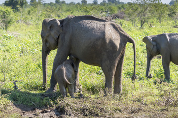 Fototapeta premium Udawalawe, Sri Lanka: National Park Asian Elephants many rehabilitated from sanctuary.