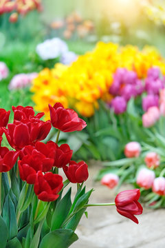 colorful flowers nature background. tulips in garden. blossom spring season. copy space