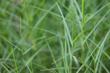 The background of a close up of green branches of trees
