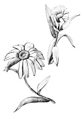 Flowers on a white background, line drawing with ink and pen.