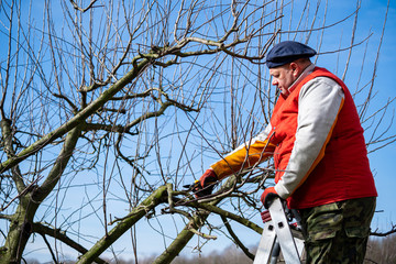 Man pruning fruit tree branches. Work in the home garden. A scene from everyday life.