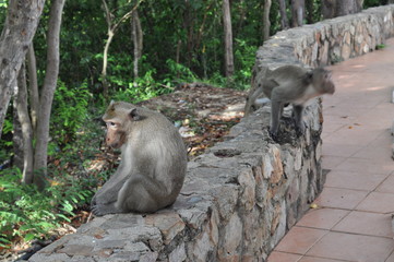 monkey setting on the wall