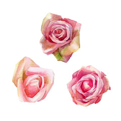 Watercolor set of delicate roses. Botanical wedding illustration.