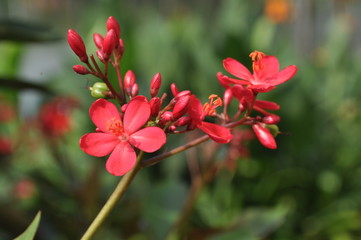 red flower in the garden
