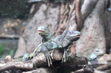 two iguanas stay a log at the zoo