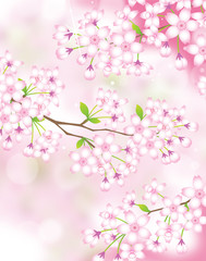 桜　さくら　背景　素材