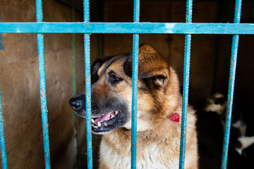 Cage with dogs in animal shelter