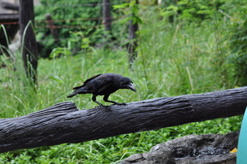 crow on tree