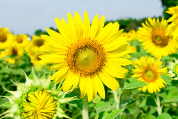 field of sunflowers and blue sky