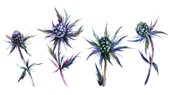 Blue Thistle Plant Watercolor Collection