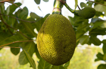 jackfruit04