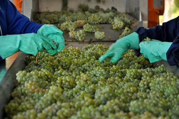 women's hands selecting fine grapes