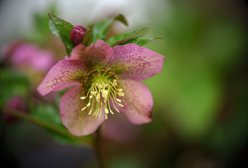 Blüten einer pink farbenen Christtrose