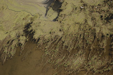Vegetation in Arno river in Florence