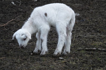 Naklejka na ściany i meble Junges Lamm Schaf grast auf der Weide