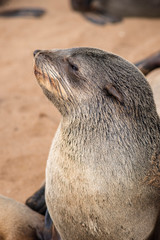 Naklejka premium sea seal closeup