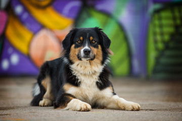 Australian shepherd dog on colorful background