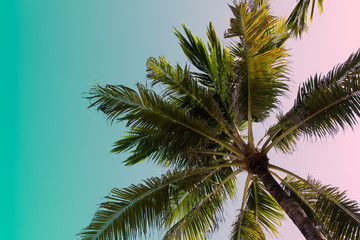 Obraz premium Looking at top of palm tree in Bali, Indonesia. Copy space. Tropical island vacation template. Mixed color filter (turquoise and coral).