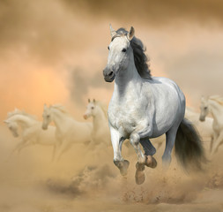 Naklejka na ściany i meble Andalusian stallion in prairies