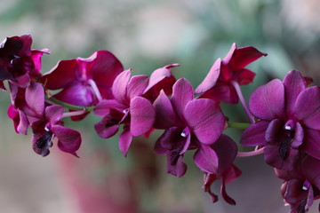 close up orchid flower