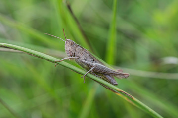 Sauterelle sur sa branche de printemps 